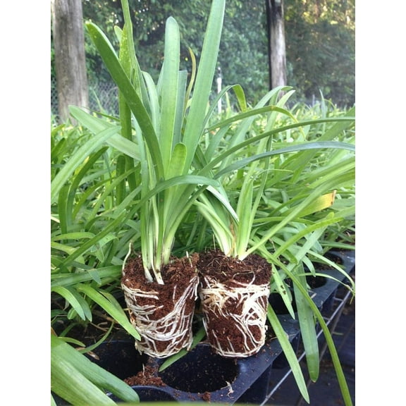Getty White Agapanthus  3 Live Plants  Agapanthus africanus Getty White  Perennial Flowering Plants  Drought Tolerant Plants for Landscaping