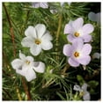 thumbnail image 3 of Everwilde Farms - 1/4 lb Mountain Phlox Native Wildflower Seeds - Gold Vault Bulk Seed Packet, 3 of 4