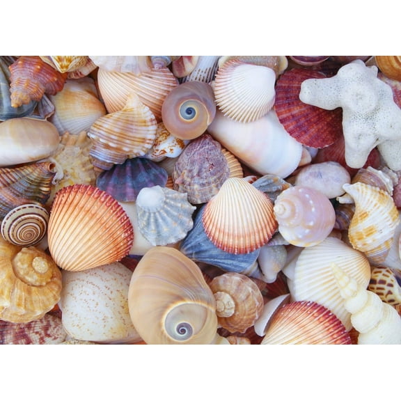 All the Shells 1000-Piece Jigsaw Puzzle (Other)