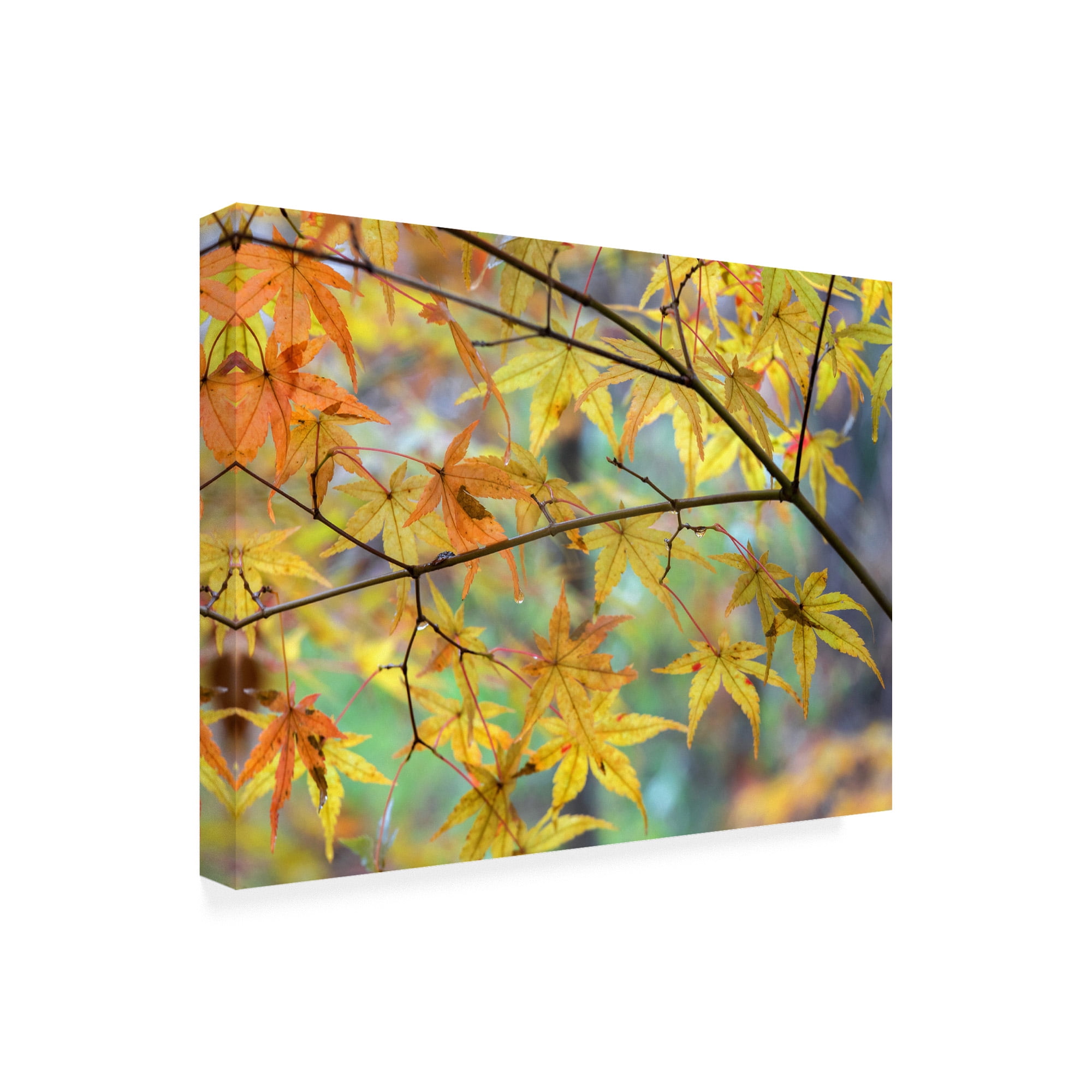 Trademark Fine Art 'Autumn Maples' Canvas Art by David Hammond