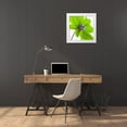 thumbnail image 3 of Frank, Assaf 26x26 White Modern Wood Framed Museum Art Print Titled - AF20110714 Dahlia 106C15 Green, 3 of 4