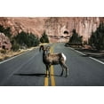thumbnail image 2 of Highsmith, Carol 14x11 Gold Ornate Wood Framed with Double Matting Museum Art Print Titled - A Bighorn Sheep in Colorado National Monument-Mesa County-Colorado, 2 of 4