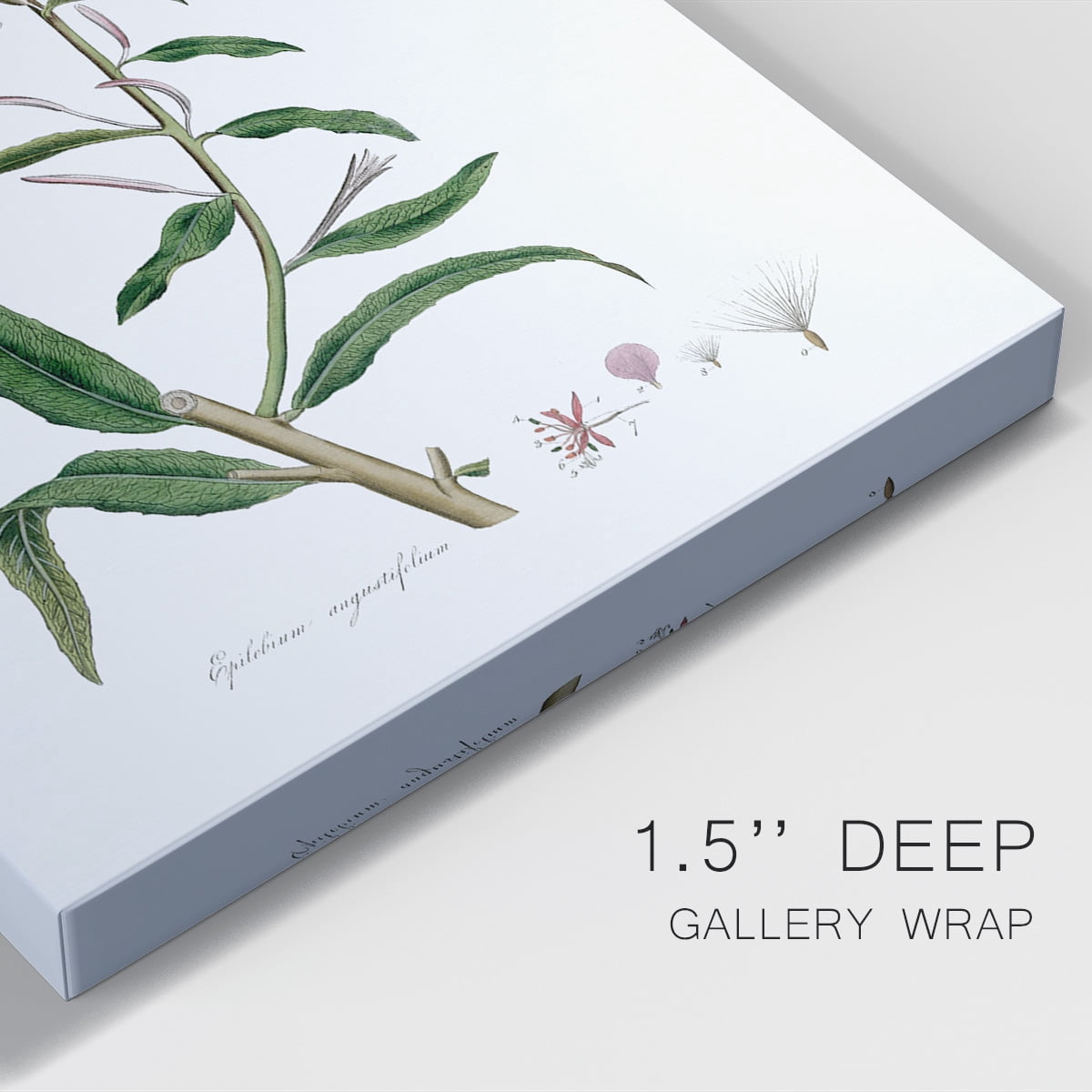 Rose Botanical I Premium Gallery Wrapped Canvas - Ready to Hang