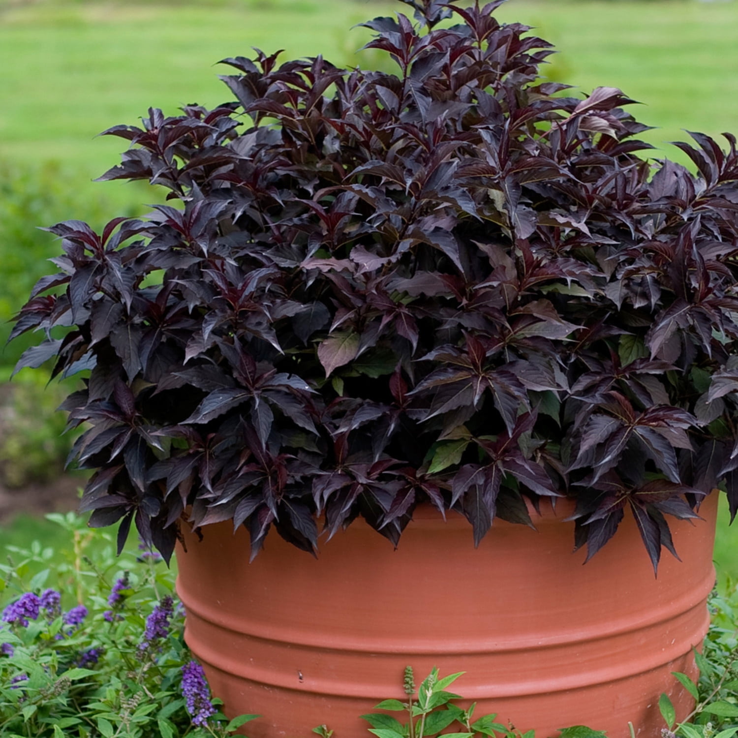 Proven Winners ColorChoice 6" Pink Spilled Wine Weigela Live Plant in 7.5" Pot