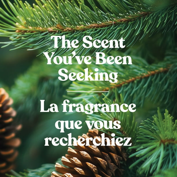 Yankee Candle Bougies Chauffe-Plat Parfuées