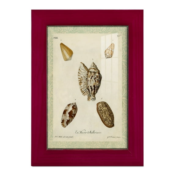Bookplate Shells II - Framed Print w/glass - Cherry Red