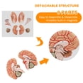thumbnail image 3 of Modelo anatómico WICHEMI: cerebro humano en 8 partes, tamaño natural, 3 of 8