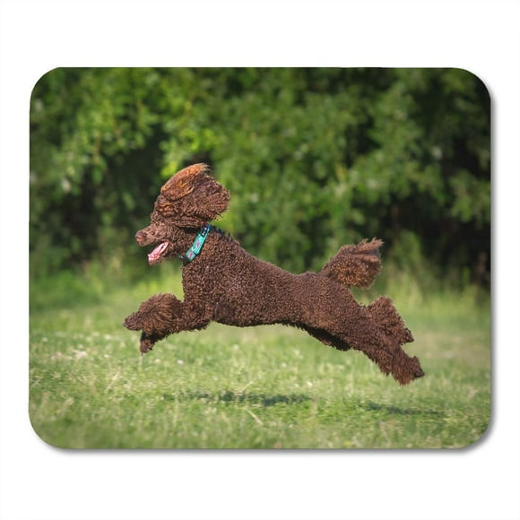 POGLIP Brown Cute Poodle Green Amazing Dog Fun Little Mousepad Mouse Pad Mouse Mat 9x10 inch