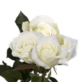 thumbnail image 3 of 100 Assorted White Roses- Beautiful Fresh Cut Flowers- Next Day Delivery at Checkout, 3 of 5