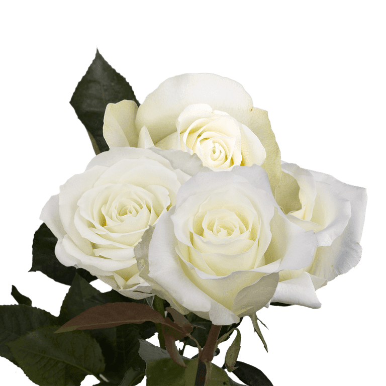 Beautiful Images Of White Roses