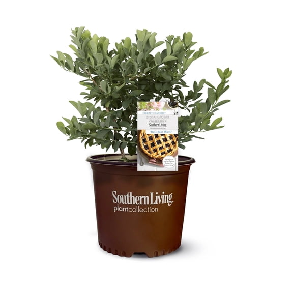 Southern Living Bless Your Heart Blueberry Bush Live Shrub in 2.5-Quart Grower Pot