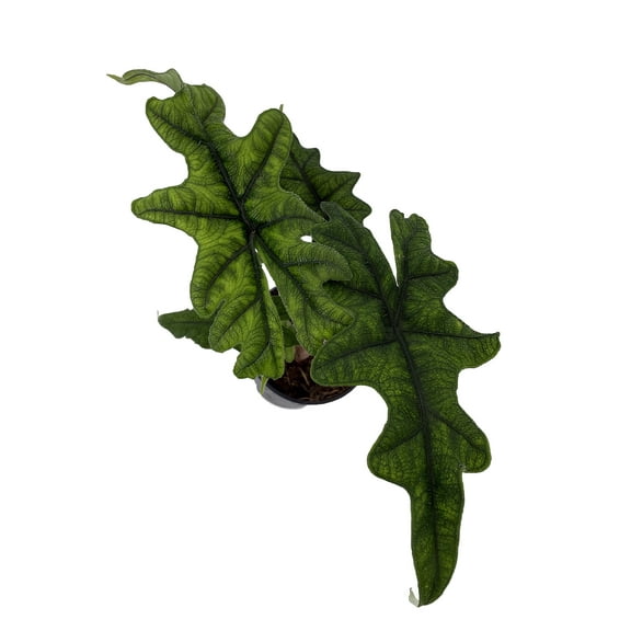Jacklyn Alocasia tandurusa - 4" Pot - Collector's Series