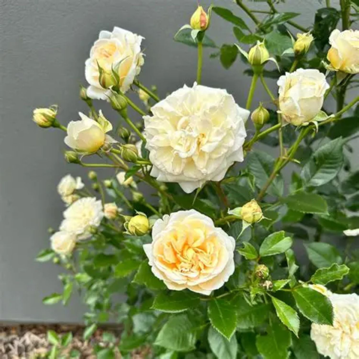 Expert Gardener 12-18" Showpiece™ Champagne Fragrant Shrub Rose with Pink Flowers Live Tree in 1 gal. Grower Pot