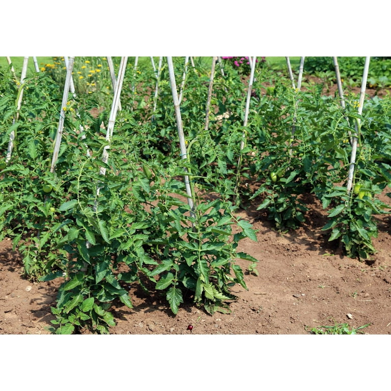 Tomato SEEDS= German Johnson Heirloom-20 Vegetable seeds -- Beefsteak Type-  - all Climates -Does well in Heat - Walmart.com
