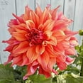 thumbnail image 6 of 40 Giant Dinnerplate Dahlia Seeds, Perennial Heirloom Mix, Pollinator Friendly for Gardens, 6 of 6