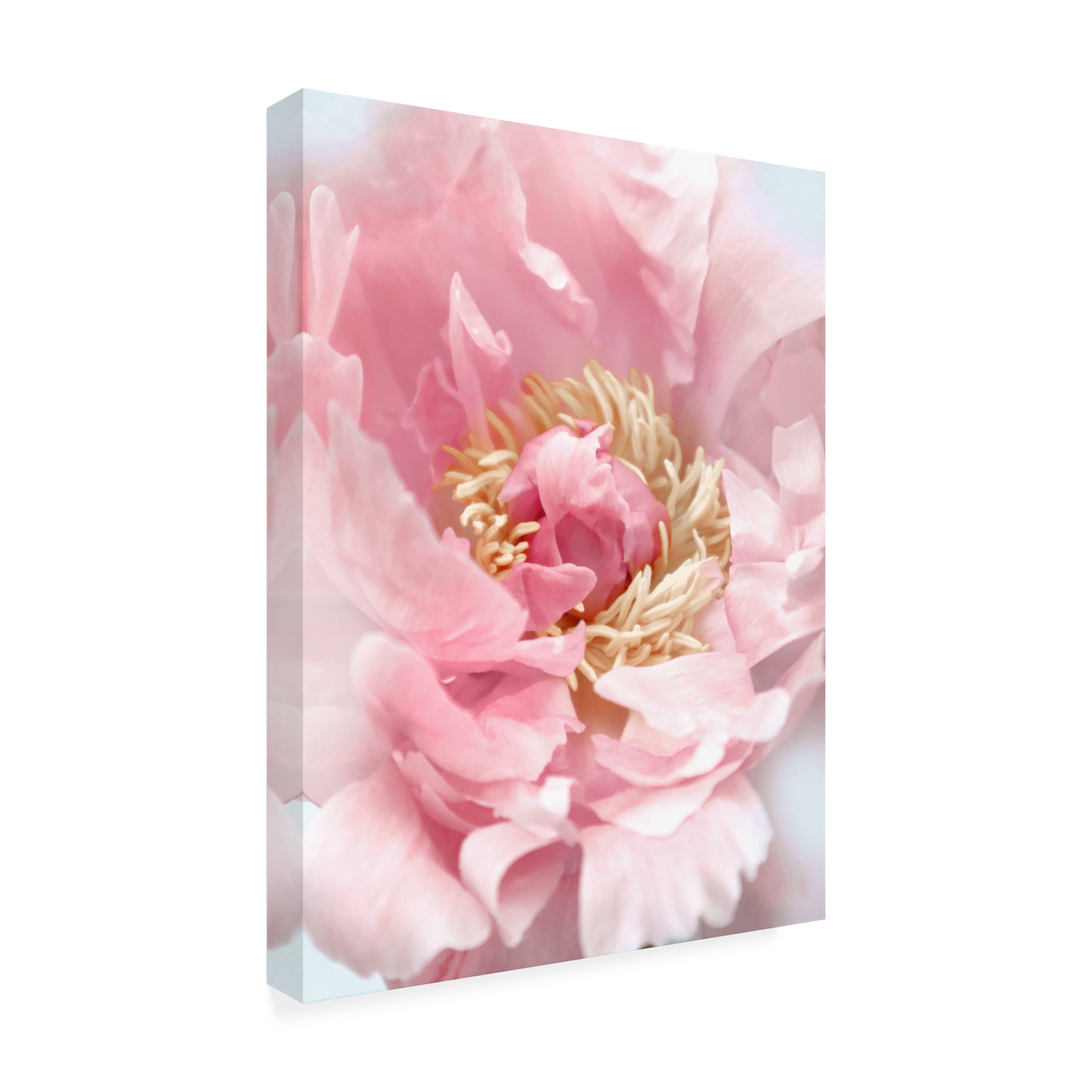 Trademark Fine Art Rosana Laiz Blursbyai Blush peony I Canvas Wall Art
