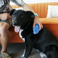 thumbnail image 2 of KONG® ZoomGroom Dog Brush, Promotes Healthy Skin and Coat, Blue, Large, 2 of 5
