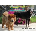 thumbnail image 3 of Gentle Giants World Class Canine Nutrition Nourriture pour chiens et chiots Poulet, 3 of 5