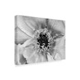 thumbnail image 2 of Trademark Fine Art 'B&W Peony II' Canvas Art by Franklin Kearney, 2 of 4