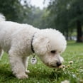 thumbnail image 5 of BotaniNest Stainless Steel Round ID Engraved & Dog Lost With Keyring For And Identification, 5 of 5