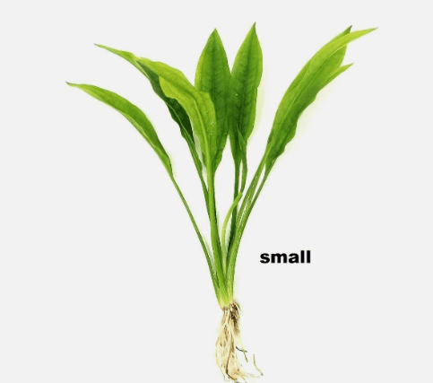 Amazon Sword Live Aquarium Plant (Echinodorus bleheri) – Easy Beginner Freshwater Plant
