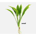 thumbnail image 2 of Amazon Sword Live Aquarium Plant (Echinodorus bleheri) – Easy Beginner Freshwater Plant, 2 of 2