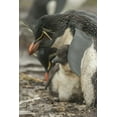 thumbnail image 2 of Illg, Cathy and Gordon 23x32 White Modern Wood Framed Museum Art Print Titled - Bleaker Island Rockhopper penguin and chick, 2 of 4