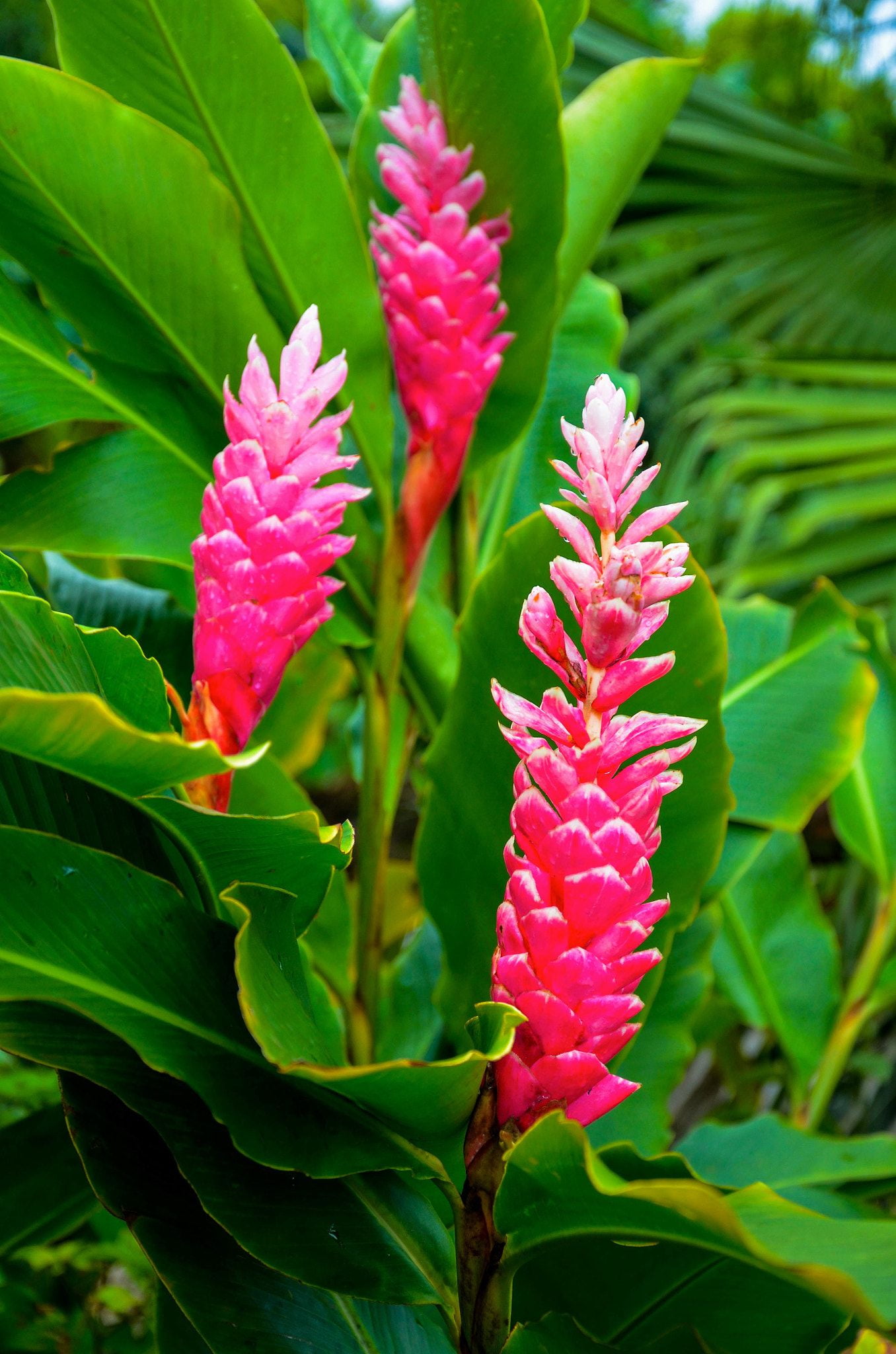 Pink Ginger Alpinia Purpurata Plant Bulbs 4 Pks 2 Per Pack Shade Walmart Com