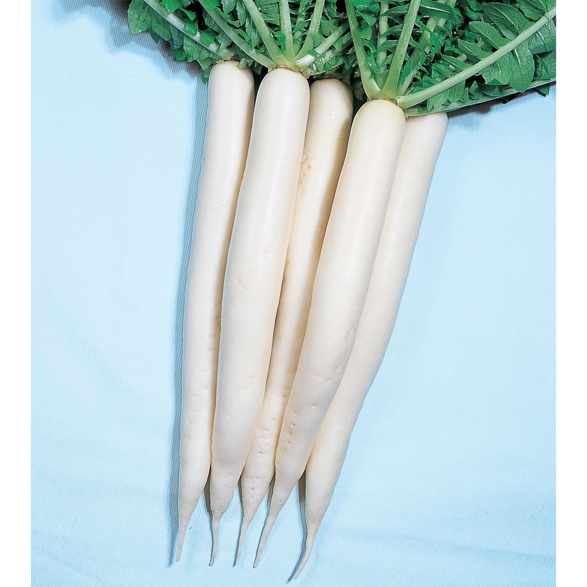 Radish Seeds Mino Early 1 Oz 11000 Seeds NonGMO, Heirloom