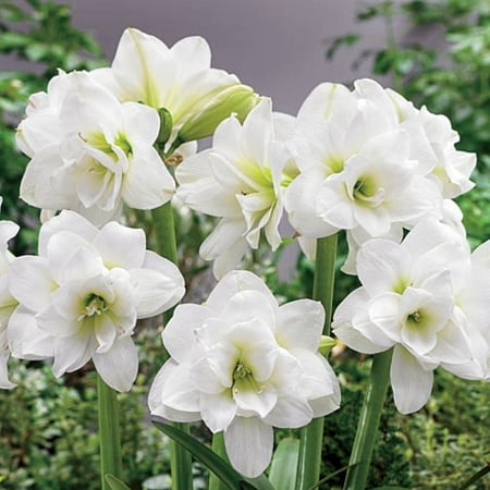 - Alaska or Alasca Sonatini Amaryllis Bulb - 14/16 cm Bulb