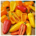 thumbnail image 2 of Everwilde Farms - 1/4 lb Santa Fe Grande Hot Pepper Seeds - Gold Vault Bulk Seed Packet, 2 of 3