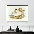 thumbnail image 1 of White Tern - Gygis candida - 1804–1841 | John Gould | Premium Fine Art Print | 19th Century British | Naturalism | Portrait | Nature Art, 1 of 7