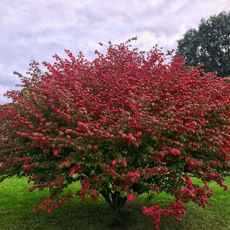 Burning Bush Plant Live, Dormant, Red Bushes and Shurbs Live Plants for Landscape, 8 to 10 Inches Tall