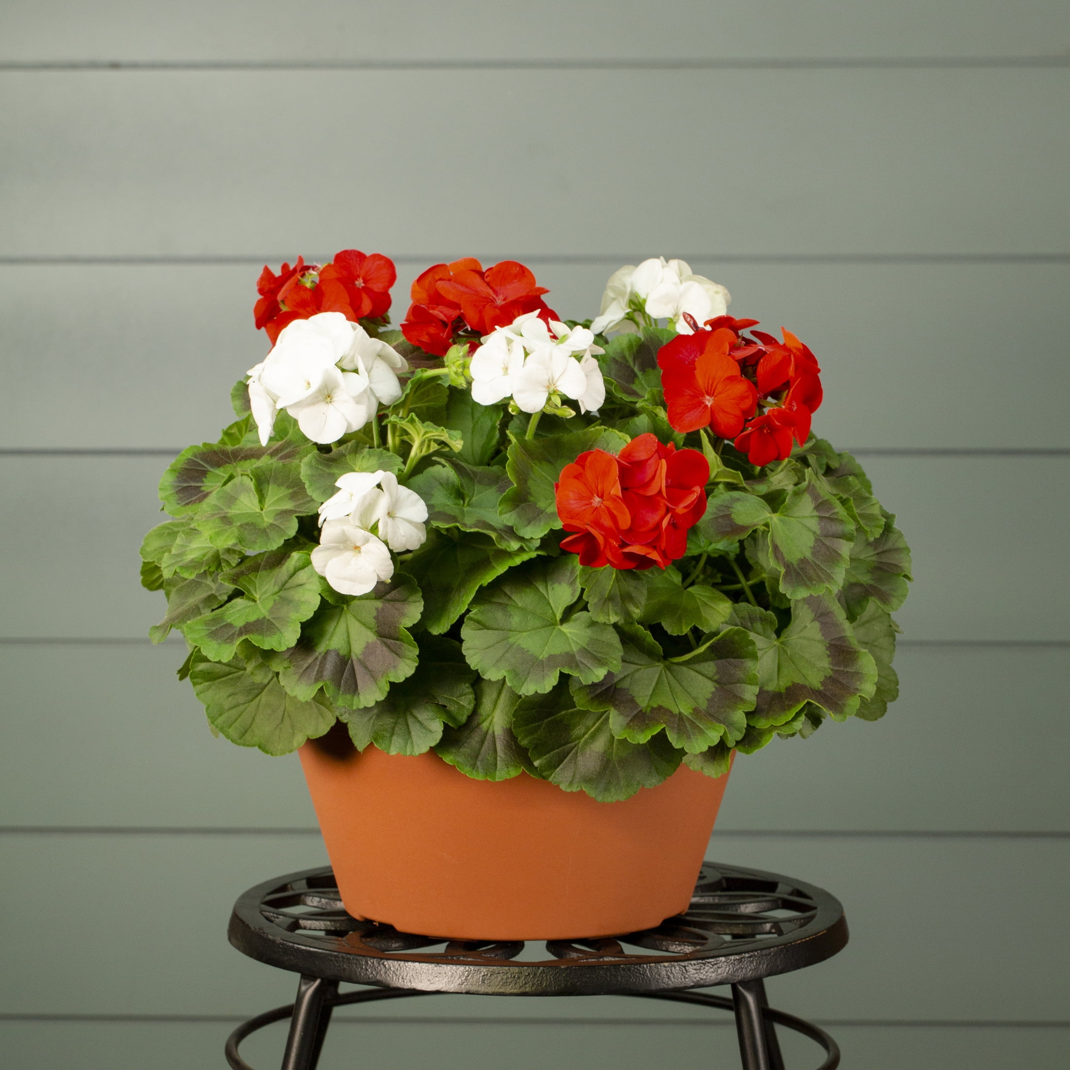 Expert Gardener 1.25gal Red White Geranium Live Annual Plant Decorative Bowl Sun