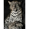 thumbnail image 2 of Jaynes, William D. 12x14 Black Ornate Wood Framed with Double Matting Museum Art Print Titled - African Leopard, 2 of 4