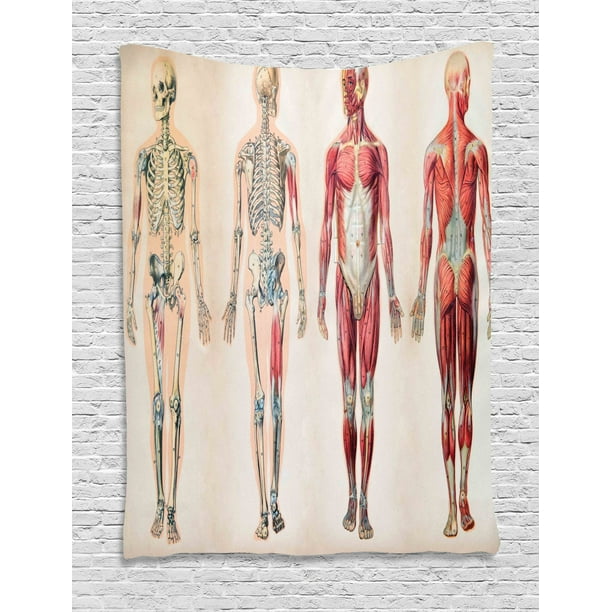 Human Anatomy Tapestry, Vintage Chart of Body Front Back ...