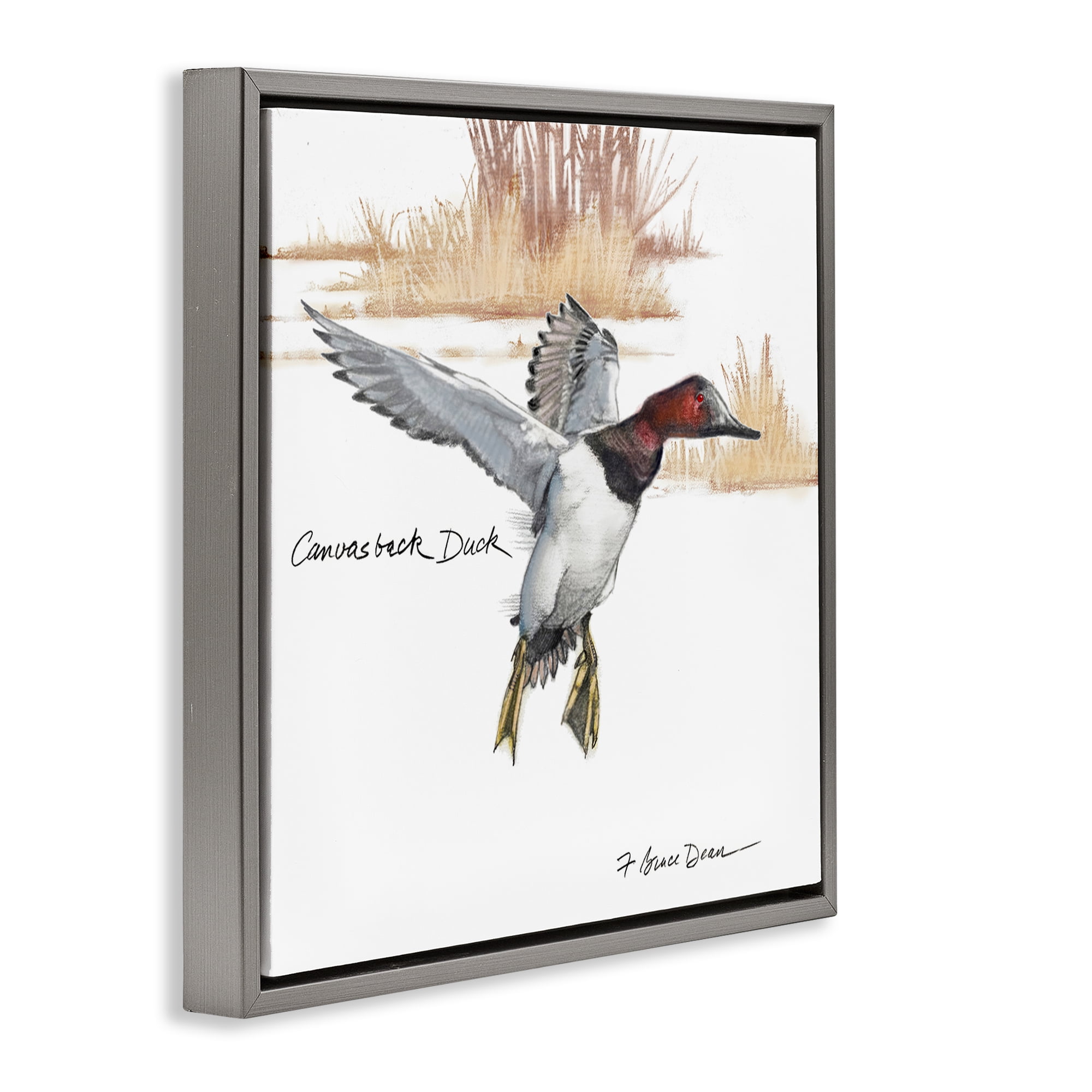 Stupell Industries Canvasback Duck Flying Animals Painting Gray Floater Framed Canvas Art Print Wall Art, 25 x 25
