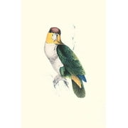 Bay Headed Parrot - Pionites Leucogasper-Fine Art Canvas Print 20 x 30