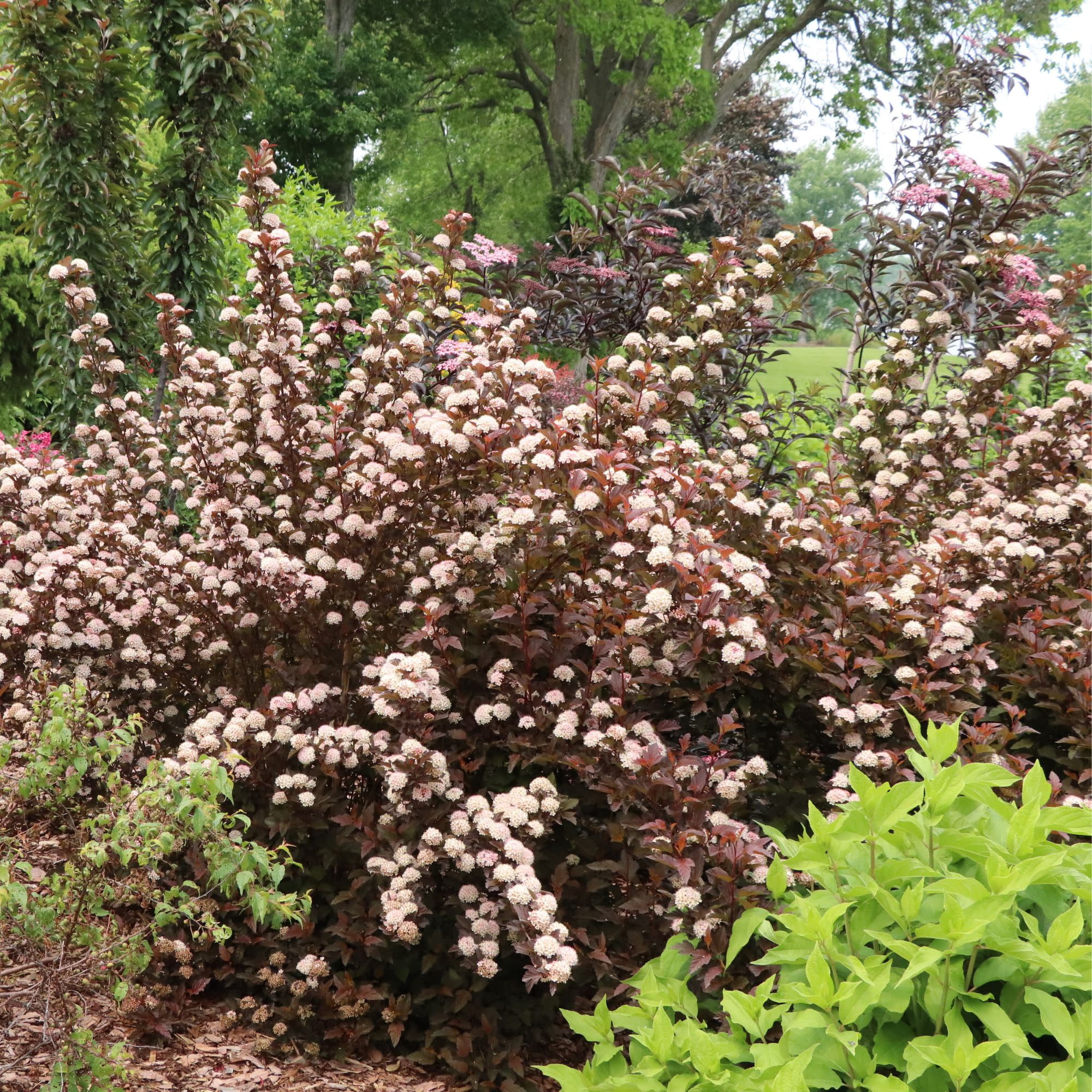 Proven Winners ColorChoice 5" Pink Summer Wine Ros Ninebark Live Plant in 4.5" Pot (4 Count)