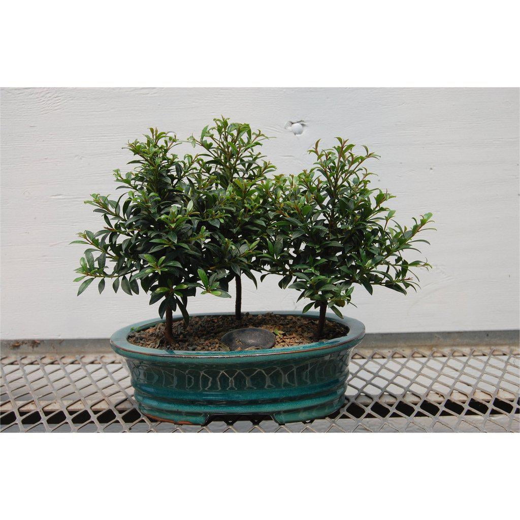 Flowering Brush Cherry Bonsai Tree Planted In A Faux Lava Rock