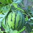 thumbnail image 3 of 5Pcs Watermelon Tray Storage Tray Multi-Function Planting Tray Farm Fruit Tray, 3 of 6
