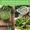 thumbnail image 5 of 3 Packs Spinach Seed Collection - Full Sun Annual Vegetable Seeds, 5 of 9