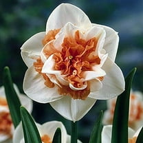 Pink Paradise Butterfly Daffodil - 14/16 cm Bulbs - 7 Bulbs