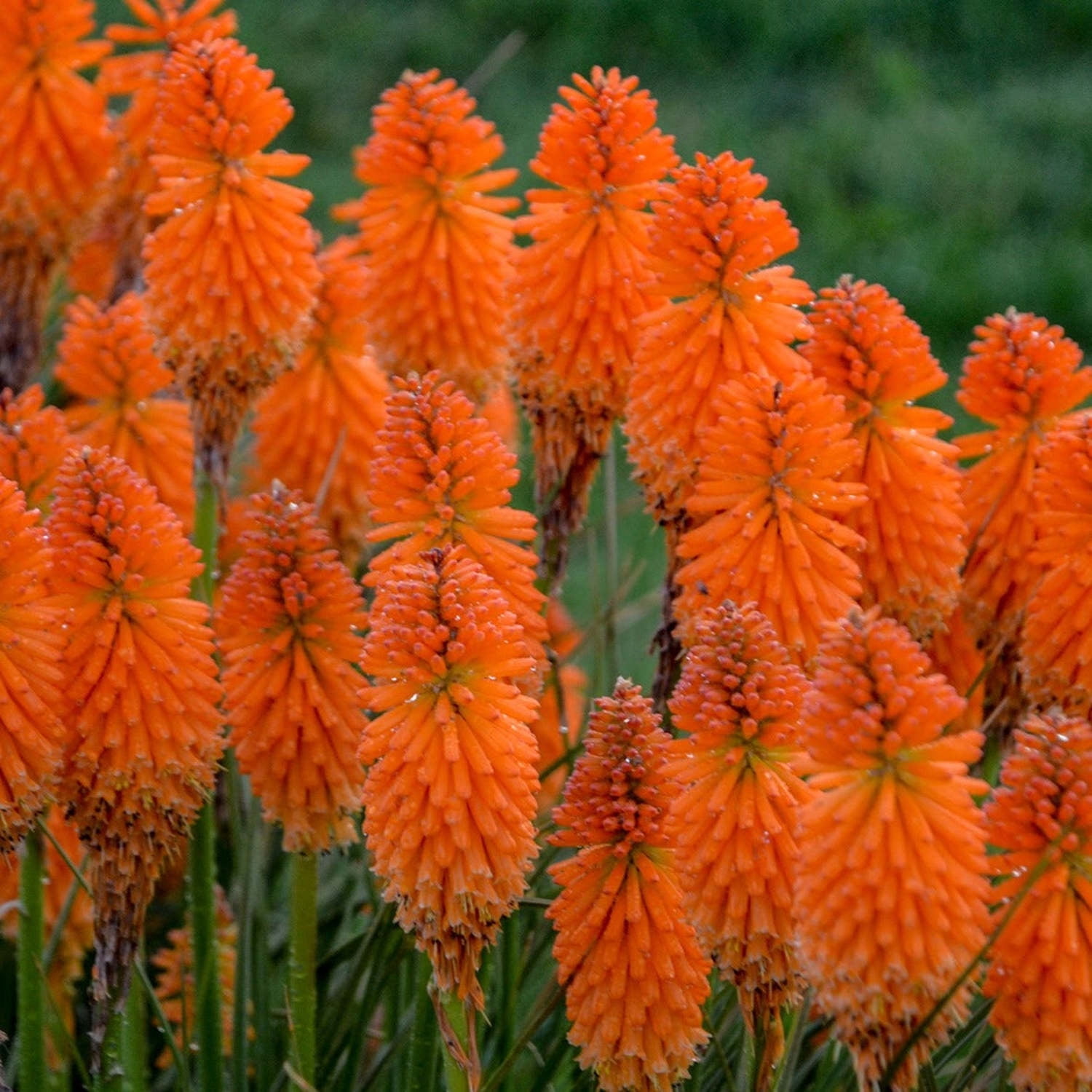 Proven Winners 6" Pyromania 'Orange Blaze' Red Hot Poker Live Plant in 7.5" Pot