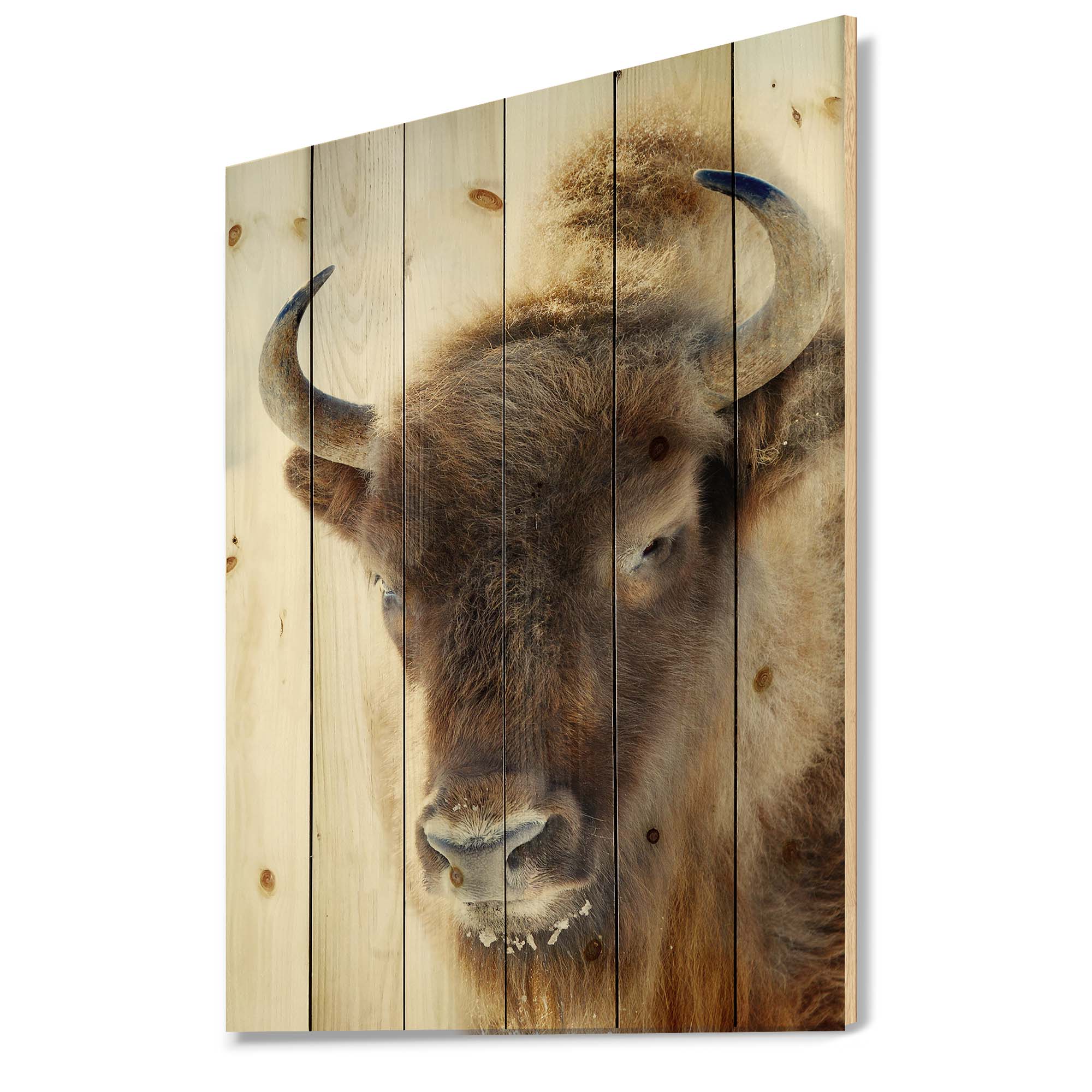 Designart 'Close UP Of Wild Bison' Farmhouse Print on Natural Pine Wood