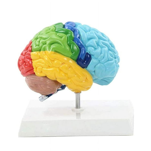 Hemisferio Derecho del Cerebro Modelo de Cuerpo Humano EducacióN Modelo de Cerebro 1:1 para Estudiantes EnseñAnza Estudio Modelo de Ensamblaje