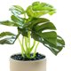 thumbnail image 3 of Decoración del hogar plantas en macetas-plantas verdes artificiales, 3 of 5