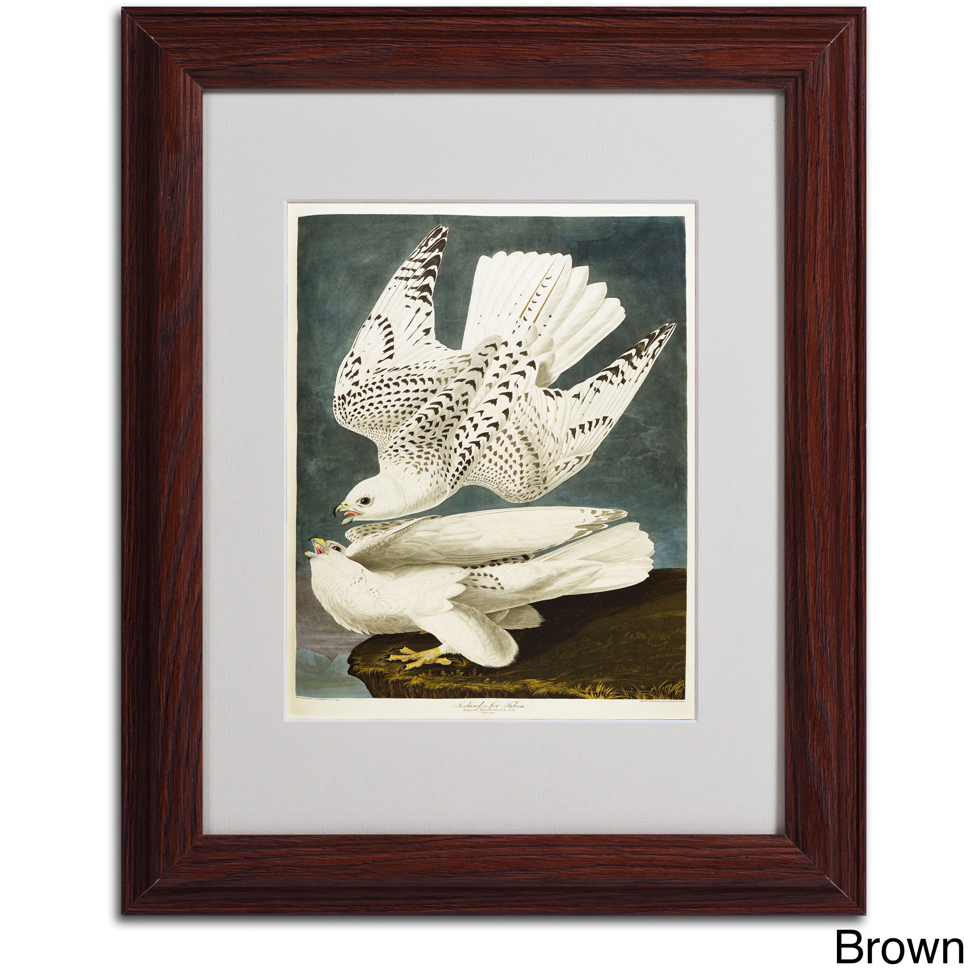 Trademark Fine Art "Iceland or Jer Falcon" Canvas Art by John James Audubon, Black Frame