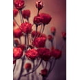 thumbnail image 2 of Incado 23x32 Black Ornate Wood Framed with Double Matting Museum Art Print Titled - Red Flowers, 2 of 4