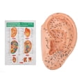 thumbnail image 1 of 40cm Ear Acupuncture Point Model Accurate Clearly Fonts PVC Professional Ear Zone Massage Model, 1 of 8